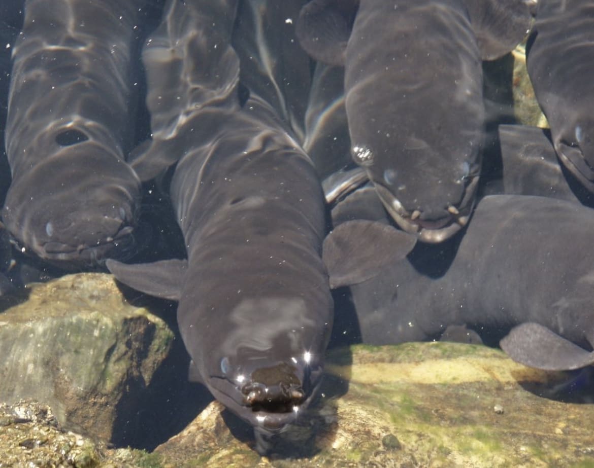 Longfin eel are one of the few fish species who are able to swim backwards